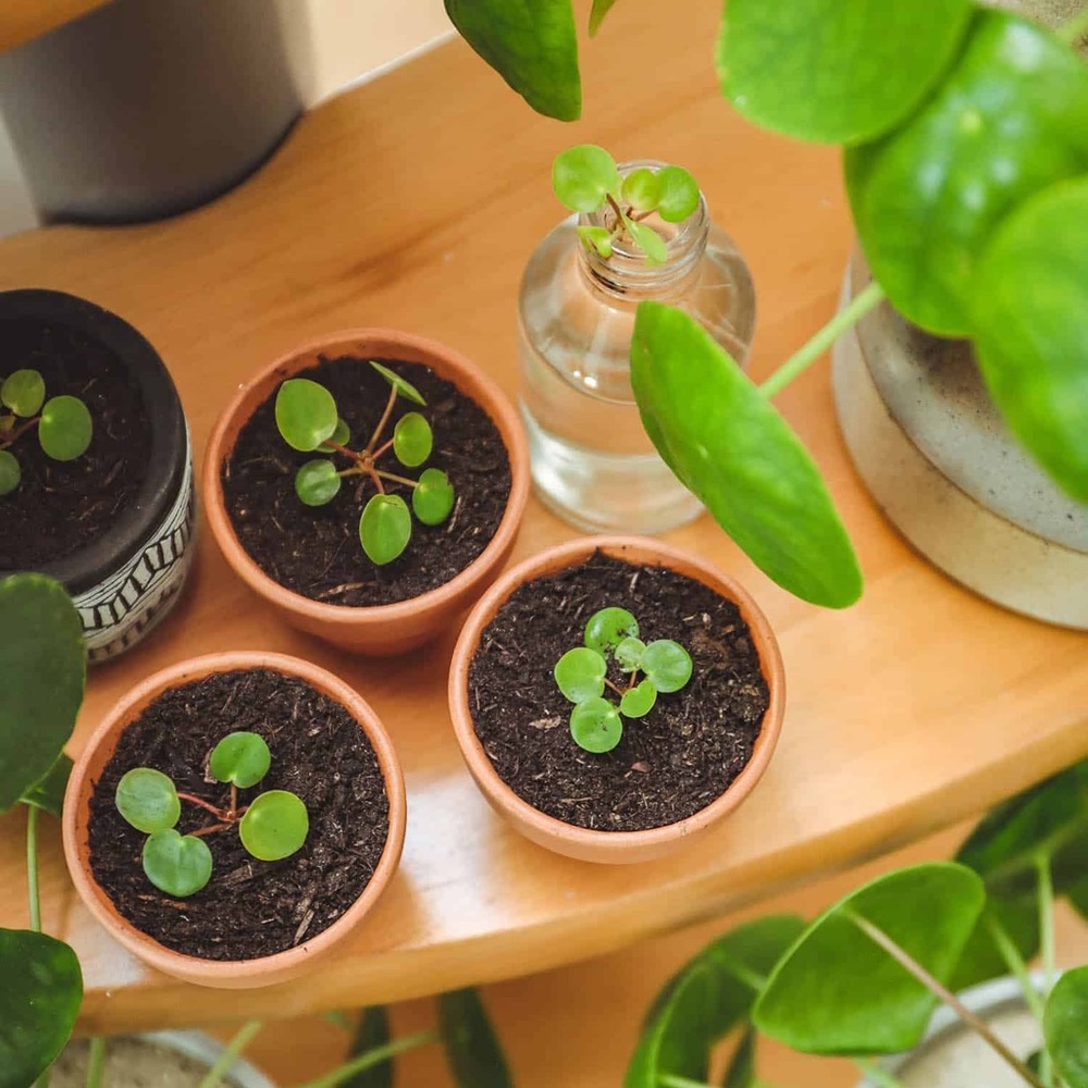 Pilea Pepermiodes baby - Picture 3 of 4